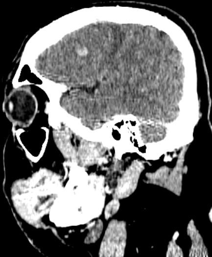 Imagen que contiene animal, mamífero, perro, vaca

Descripción generada automáticamente